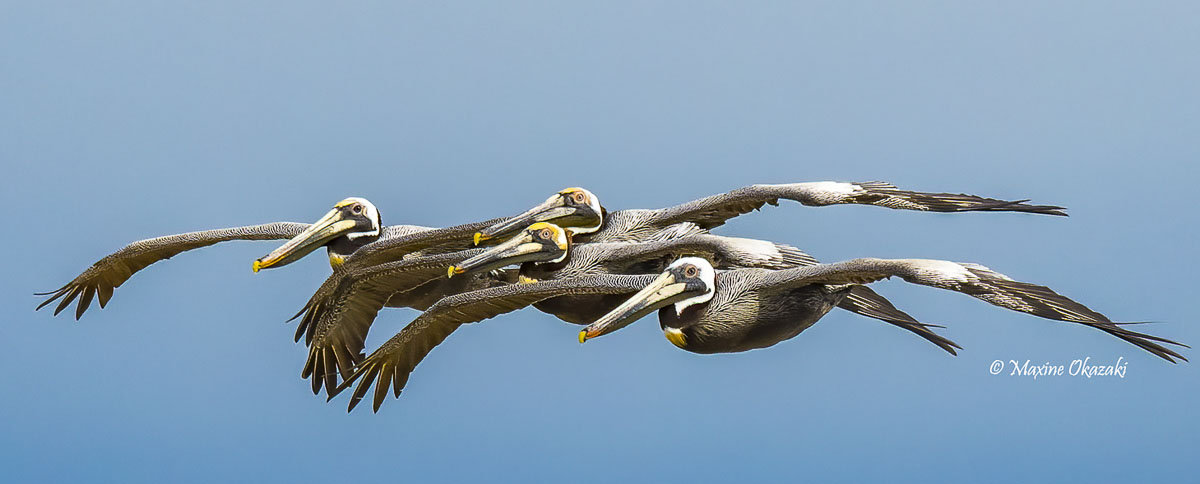Cormorants in surf